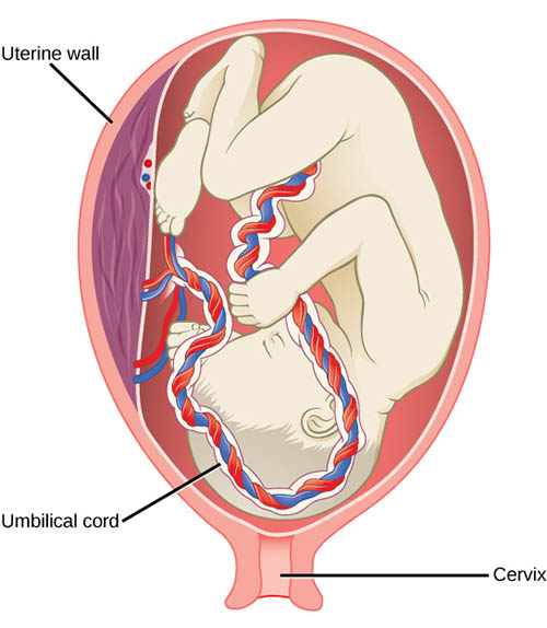 Cordonul ombilical